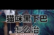 猫下巴毛囊炎治愈时间及关键因素（探究猫下巴毛囊炎病程和治愈关键，帮助猫主人更好地护理宠物）