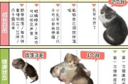 母猫的哺乳期和断奶时间（母猫断奶的合适时机和方法）