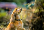 可卡犬为什么很粘人？（探索可卡犬与人类关系的亲密性与依赖）