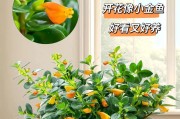 金鱼养殖全攻略！（掌握养金鱼的技巧，打造健康活泼的金鱼宝宝）