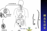 狗狗常见寄生虫害及驱虫方法（保护你的爱犬远离体内外寄生虫，）