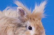 以荷兰猪喂水用什么味？（选择适合荷兰猪的喂水味道有哪些？）