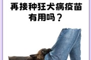 狗狗疫苗接种必知，宠物健康无忧（狗狗每年必打的疫苗及其重要性）