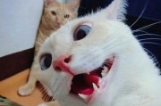 小猫为何喜欢咬手机？（揭开小猫咬手机背后的秘密！）