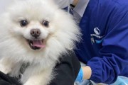 狗狗体检（探索狗狗常见体检项目及关键细节）