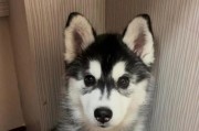 选择什么犬种与萨摩耶交配更佳？（探索最佳配对选择，为您的萨摩耶选择最佳伴侣）