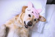幼犬白天的睡眠需求及重要性（了解幼犬白天睡眠时间的关键因素和适当安排）