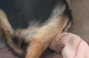 泰迪犬产子周期及其关键因素（探寻泰迪犬生育规律及优化繁殖环境）