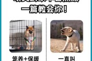 养宠新手必知的8点注意事项（如何顺利接纳幼犬，并为其提供良好的生活环境和护理）