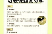 挑选优秀的边境牧羊犬的绝佳方法（轻松选择边牧的关键技巧，从犬种到血统一应知晓）