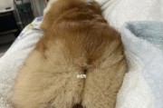 为什么狗不能吃桃子？（揭开狗儿与桃子的禁忌，保护狗儿的健康）