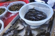 鱼类饮食（揭秘鱼类喜食的虫子种类及其好处）