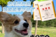 如何给狗狗喂药？（掌握正确的方法和技巧，让狗狗更容易接受药物）