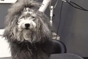 探寻腊肠犬的魅力（了解腊肠犬的优点和可能的原因）