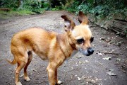 小鹿犬的养育之道（了解小鹿犬的缺点，打造幸福的宠物生活）