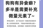 如何给泰迪补充微量元素？（泰迪每天需要摄入多少微量元素？）