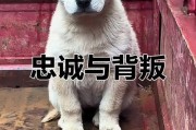 哪些品种的狗会咬人？（了解咬人狗的特征与原因）