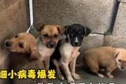 预防和治愈狗狗细小病毒的关键措施（保护宠物犬健康，提前预防细小病毒）