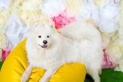萨摩耶犬为何易受螨虫困扰？（探究萨摩耶犬易感螨虫的原因及防治方法）