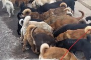揭秘狗狗为什么会出现翻肠子的现象（四个原因解析，保护宠物健康）