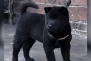 土狗舌头为什么主要是黑色？（黑色舌头的成因与功能解析）
