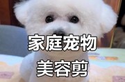 如何通过剪毛来改善小狗的健康状况（探讨小狗剪毛的最佳时间和方法）