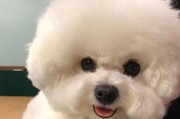比熊犬寿命揭秘（了解比熊犬的寿命及老化迹象，关爱它们的健康与幸福）