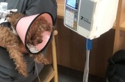 泰迪狗吐了怎么办（以泰迪狗不知道吃了什么吐了，如何正确处理？）