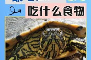 养乌龟的注意事项与讲究（为您呈现乌龟养殖的专家建议）