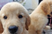选择金毛犬（探究购买金毛犬时选取性别的重要性）