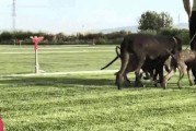 以格力犬最快速度能支持多久？（揭秘格力犬的超强耐力与速度极限）
