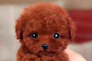 泰迪犬——色彩缤纷的可爱宠物（以泰迪是什么犬种？不同颜色特点一览）