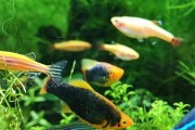 热带鱼为何换水会导致死亡？（探究换水对热带鱼生命的影响及其原因）