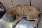 3个月狗得细小的症状有哪些？（宠物狗细小病毒的常见症状及预防方法）
