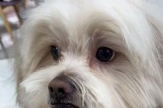 以泰迪的胰腺炎吃什么水果？（探索适合胰腺炎患者的水果选择）