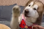 狗狗饥饿的表现及应对方法（了解狗狗饥饿信号，保证其健康成长）