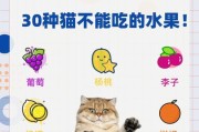 猫肾的功效与作用解析（探索猫肾对健康的秘密，了解其独特价值和药用潜力）