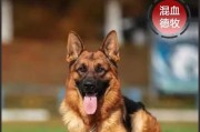 犬类羊群管理助手——以什么狗可以放羊（探讨合适的狗种在羊群管理中的应用价值）