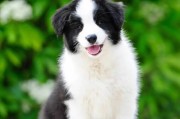 选择合适的牧羊犬，让牧羊工作事半功倍（如何挑选适合牧羊工作的牧羊犬品种）