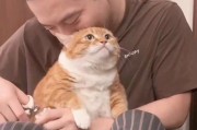 小猫如何剪指甲？（简单实用的小猫指甲修剪方法）