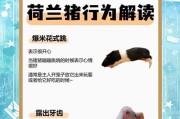 荷兰猪的咬人现象（探寻荷兰猪咬人的原因和解决之道）