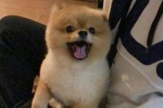 小博美的美食指南（发掘小博美的味蕾狂欢）