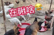 德国牧羊犬的价格与养殖现状（为何养它的人少了？价格、需求、培育环境等多重因素影响养犬市场）