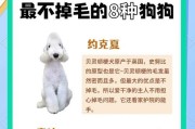国内最多人养又便宜的7种狗（了解这些狗狗，给你的生活带来快乐）
