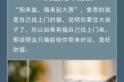 探秘以旺家的猫咪特征（了解以旺家猫咪的外貌、性格和习性）