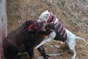选择适合的犬种猎野猪，提高狩猎效果（探寻猎野猪犬种，提升狩猎技能）