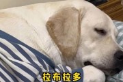 拉布拉多晚上睡眠需求与养护方法（探寻拉布拉多睡眠周期，关爱宠物健康）