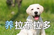 拉布拉多犬