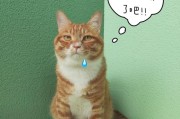 猫为什么需要吃化毛膏？（探究猫咪需要吃化毛膏的原因及作用）