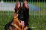探索牧羊犬的独特外貌特征（揭示牧羊犬外貌之谜，从头到尾解读）